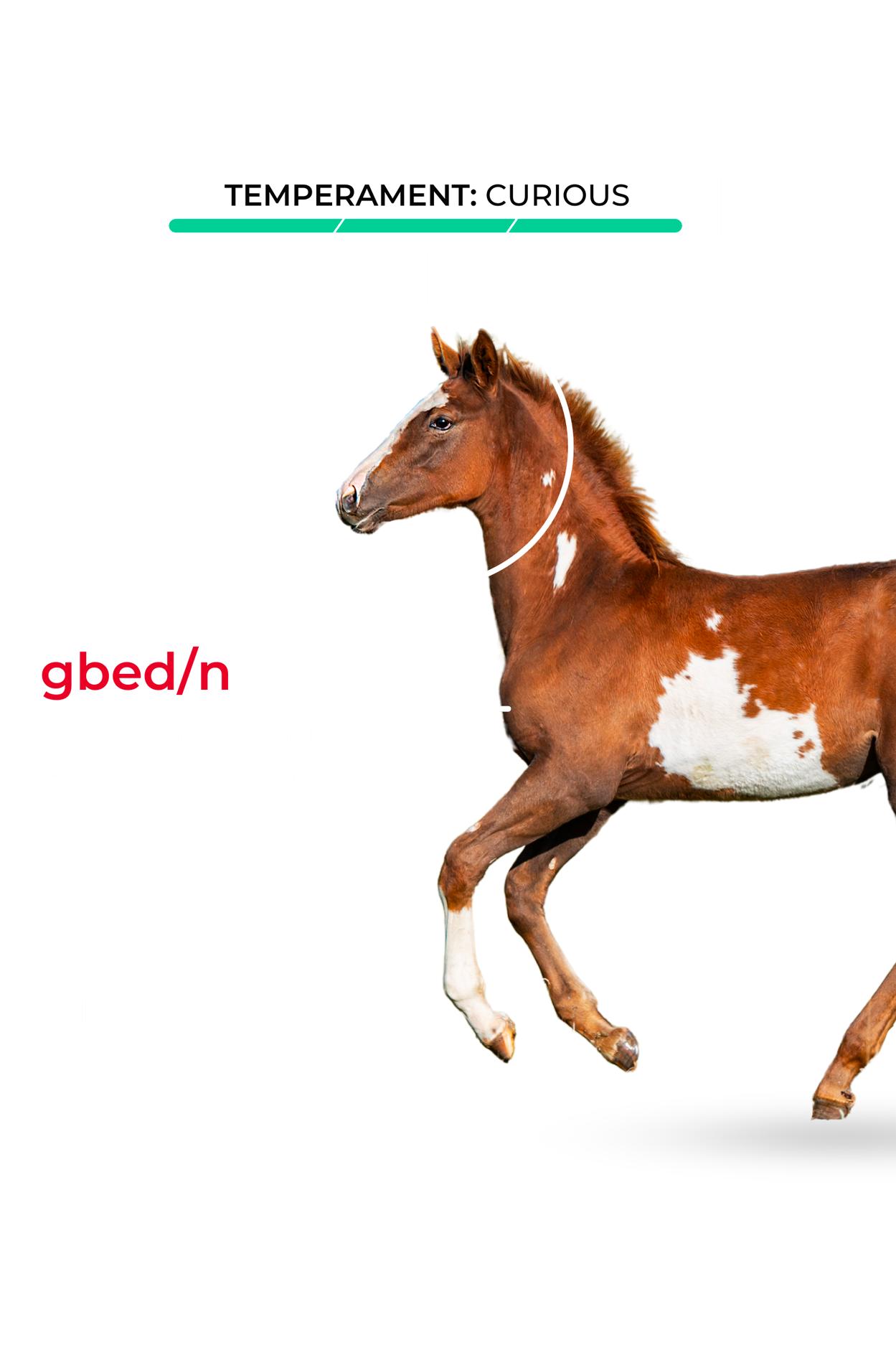 Horse with trait markers overlaid