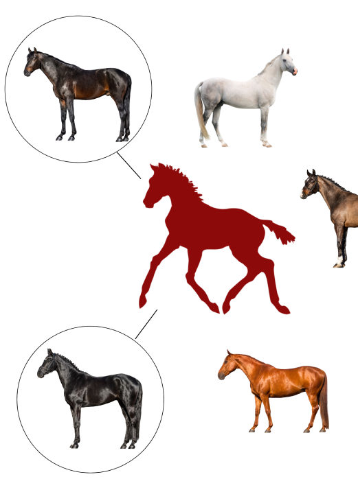 Horse Coat Color Calculator - Animal Genetics