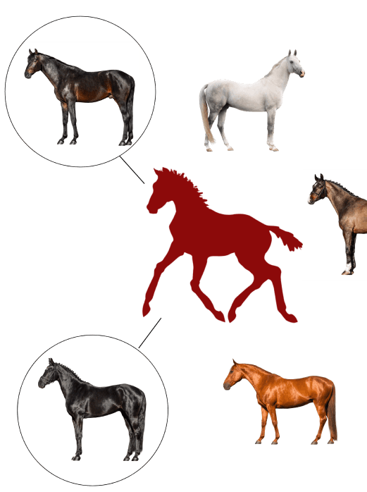 Horse Coat Color Calculator - Animal Genetics