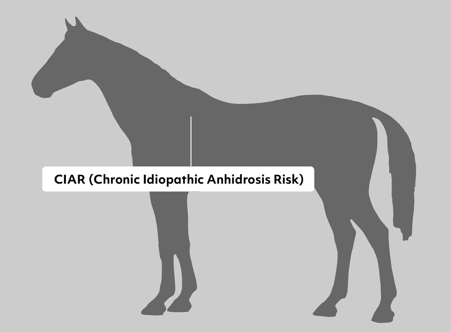 The Black Pad Sizes – Doc Foal's