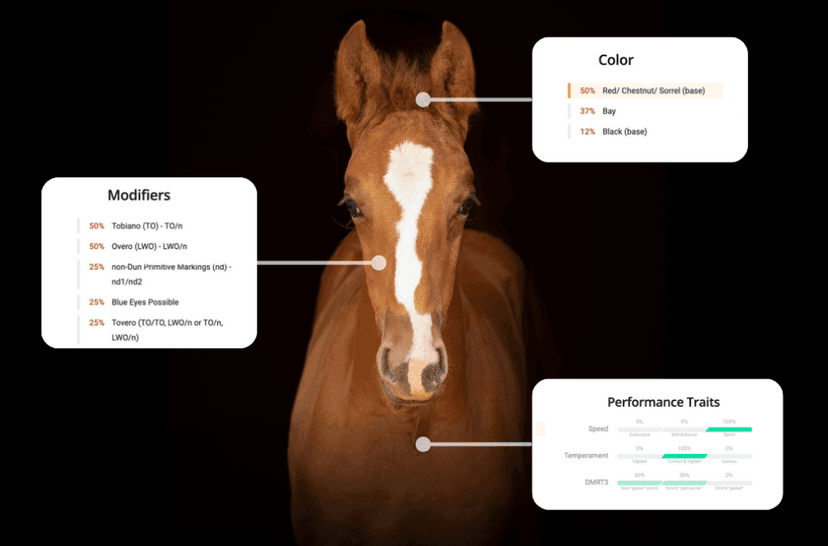 Build Your Dream Foal with Etalon's Build-A-Horse Platform!