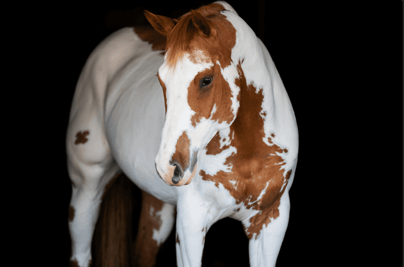 Learn more about Coat Colors, Dilutes & Patterns